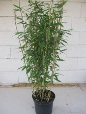Fargesia robusta Campbell® - robuster Heckenbambus 80-100 cm