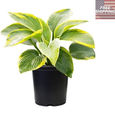Hosta 'Frances Williams' - Resilient Perennial with Blue-Green & Gold Edge 1 ...