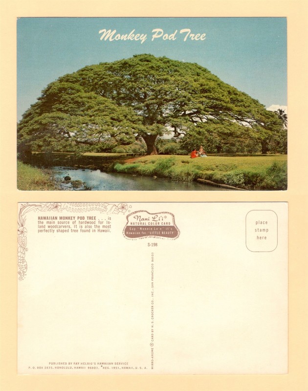 1970s MONKEY POD TREE HAWAII POSTCARD