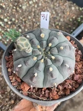 Succulents cactus Plants Gymnocalycium vatteri Beautiful Cactus Garden WYSIWYG