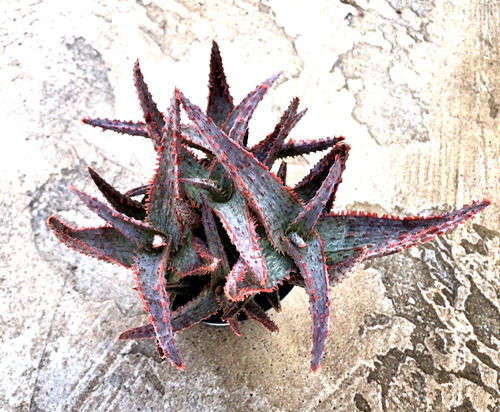Aloe, ""Purple People Eater"", è disponibile in una pentola da 3,5 - Foto 3 di 4
