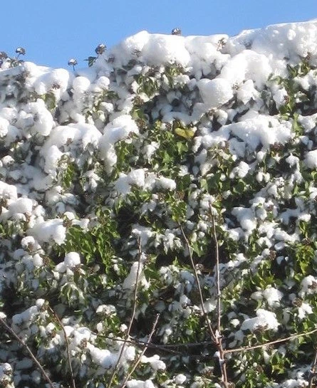 ♫ LIERRE Commun 'Baltica' -Hedera helix ♫ Graines ♫ Plante Ornementale Grimpante - Photo 3/3