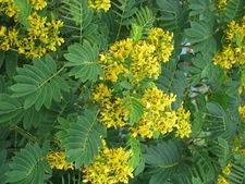 Senna hebecarpa 30 Seeds - American Senna