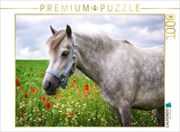 Calvendo Puzzle Welsh Pony | 1000 Pieces, Finished Size 25.2 × 18.9 In (64 × 48
