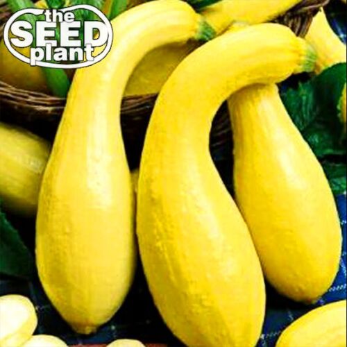 Crookneck Yellow Squash Seeds - 25 NASION NON-GMO - Zdjęcie 1 z 1