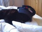 katzenkoenig61