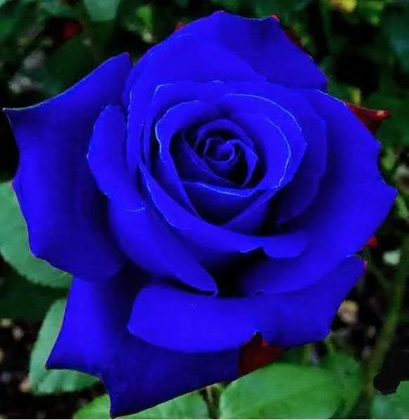 Blue Rose Flower Seeds Garden Plant, (Buy 1 Get 1 15% Off) UK Seller