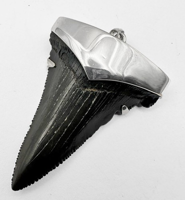 #ad #ad Fossil Shark Tooth Pendant – P. Orientali Tooth with Sterling Silver Cap $145.00