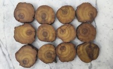 12 Osage Orange Hardwood Live Edge Cookies Unique Round Slices 2  -3  Diameter 