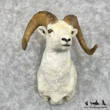 #28456 P | Dall Sheep Taxidermy Shoulder Mount For Sale