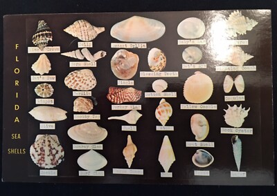 Vintage Post Card - Sea Shells from the coast of Florida - Dodson's Shell Shop