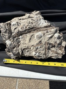 10 Pound Rare Large Fossil With  Brachiopds And Valmeyerodenron From Mo River