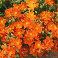 Helianthemum plug plants garden orange flowers evergreen rock rose, pack of 3