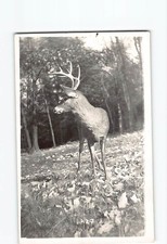 Postcard Buck Trees Scene Picture