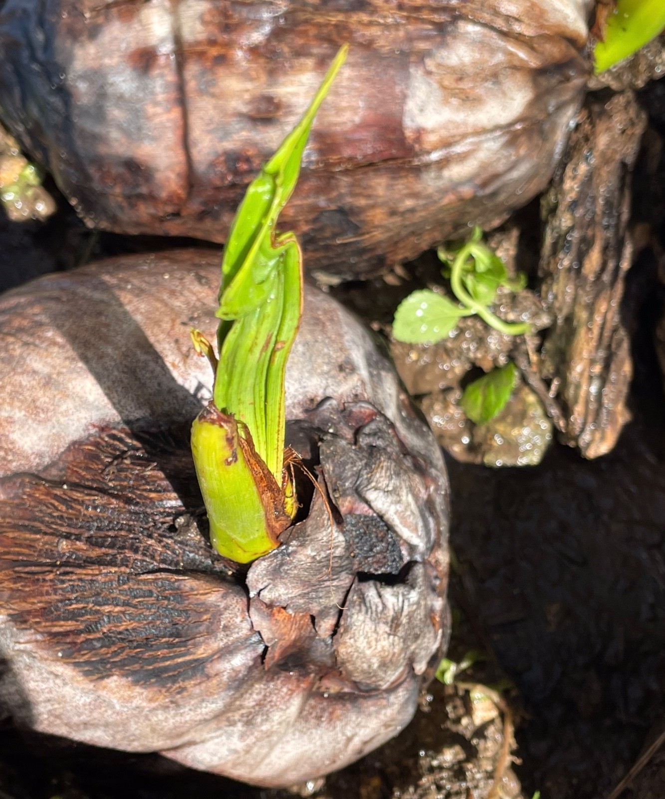 Dwarf Coconut Seed  Organic 4 sprouted seeds