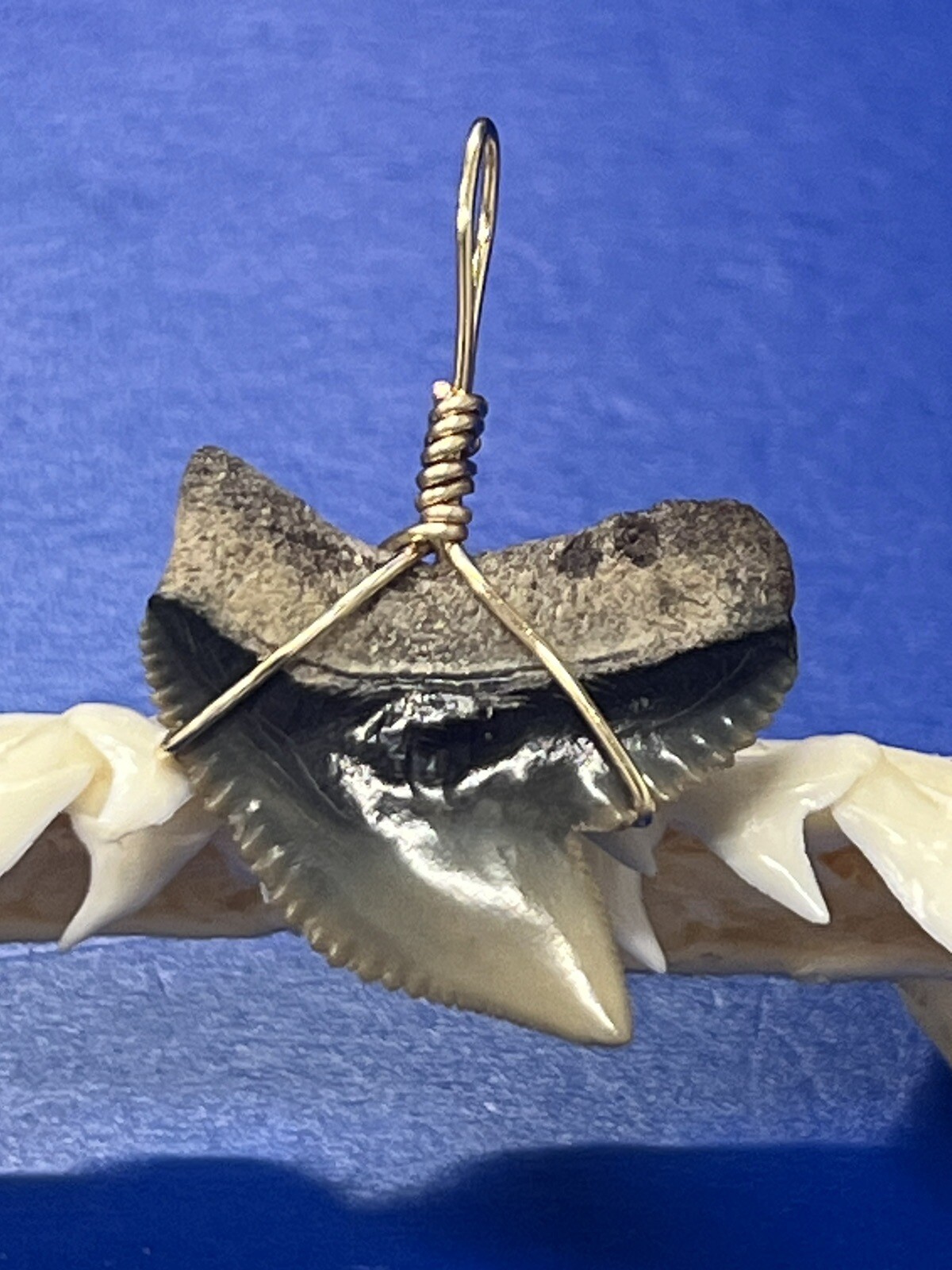 SHARK TOOTH PENDANT Fossilized 1 Inch TIGER Shark Tooth 