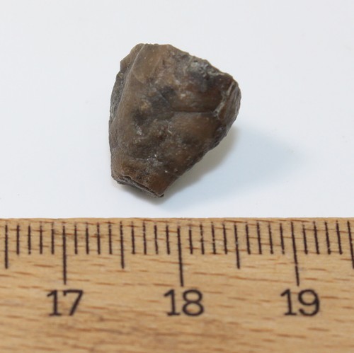 Crinoide, Procupressocrinites gracilis, Devon, Givet, Ahütte, Eifel, BRD -a350 - Bild 6 von 6