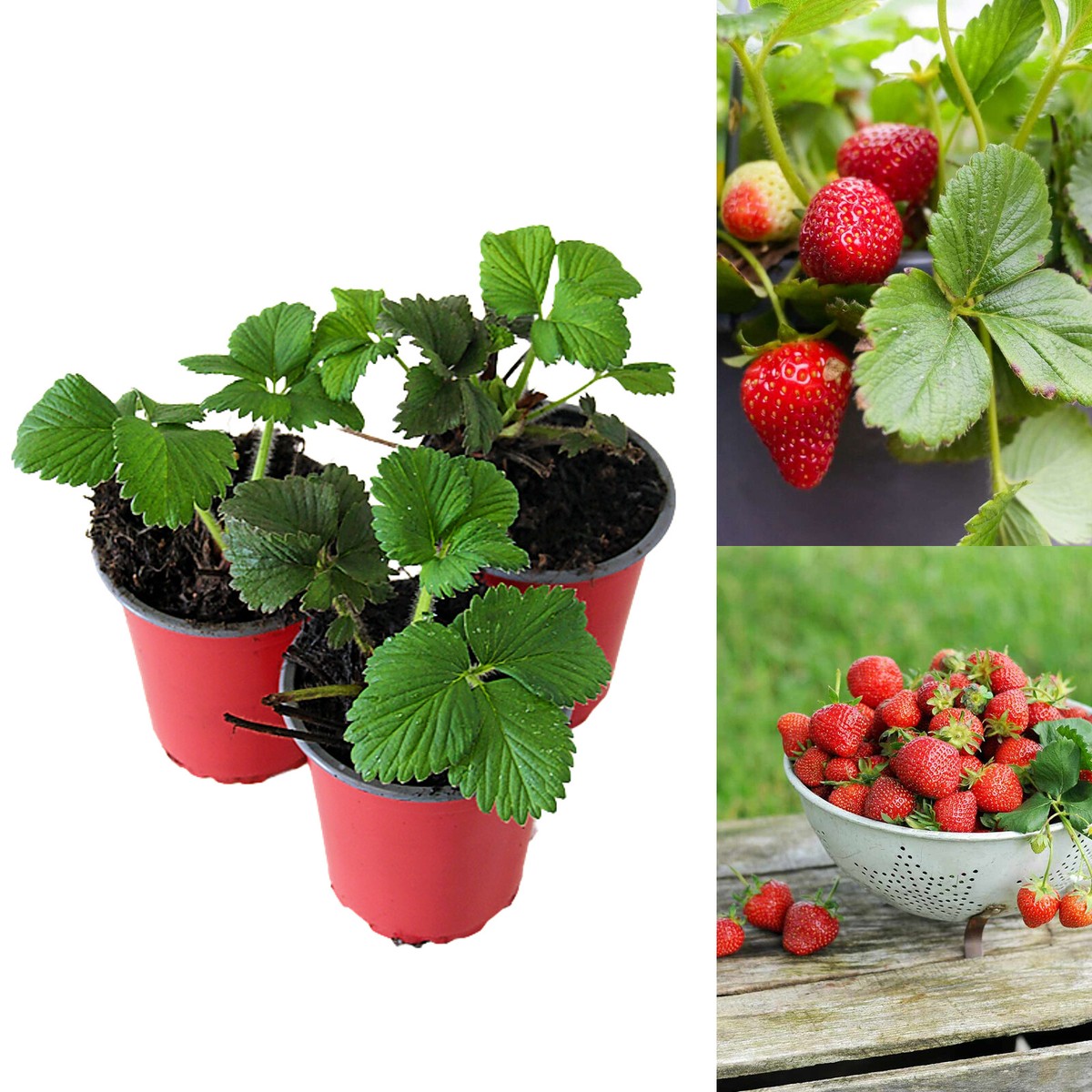 Ozark Beauty Strawberry Varieties