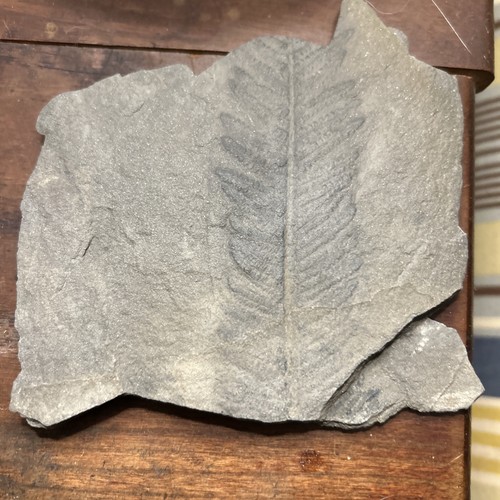 Big Pennsylvanian Fern Fossil Double Sided Pre Dinosaur Carboniferous Pecopteris