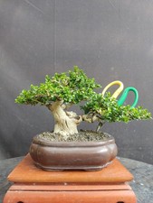 Real bonsai sancang Bonsai Premna Mame  Premna Microphylla  Bonsai Premna