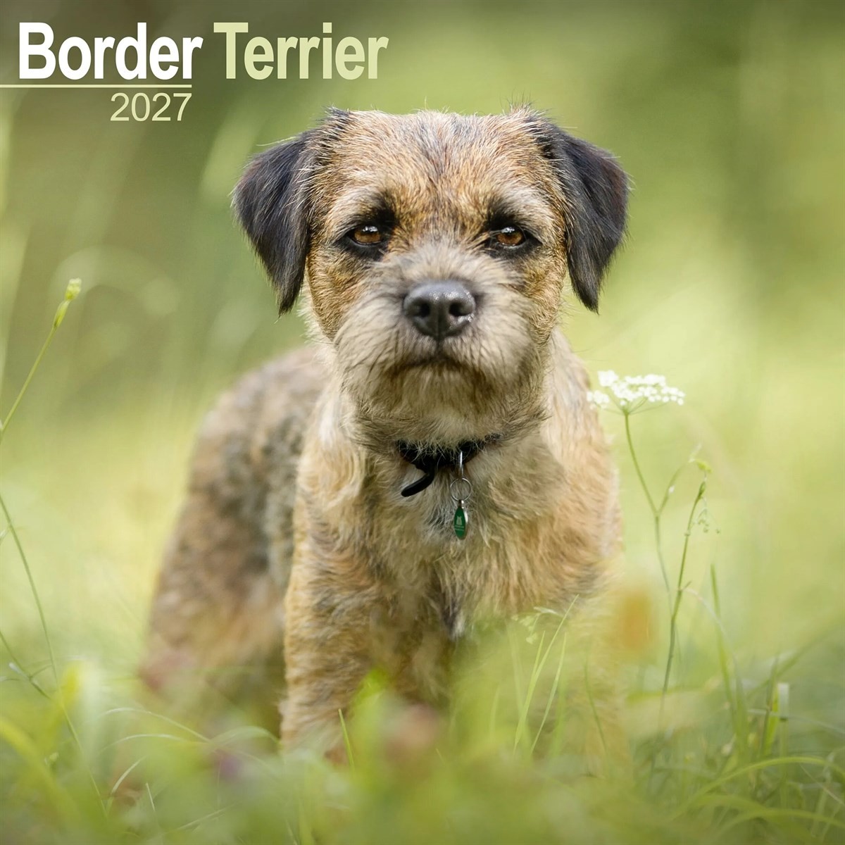 Border Terrier Calendar 2027, Wall Calendars, Month To View, Dogs, Gift