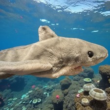 Dakin Plush Great White Shark Plush Hand Puppet Pretend Play 1985 Vintage Toy