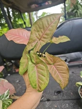 Syngonium pink Podophyllum Arrowhead Plant Fully Rooted