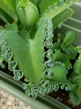 10 Mother of Thousands Kolanchoe mini Pups/Babies/Seedlings