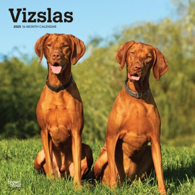 Vizslas | 2025 12x24'' Monthly Square Wall Calendar | Plastic-Free