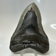 Megalodon Shark Tooth 5.37 Inch - Serrated - Authentic Fossil - Huge Real 20686