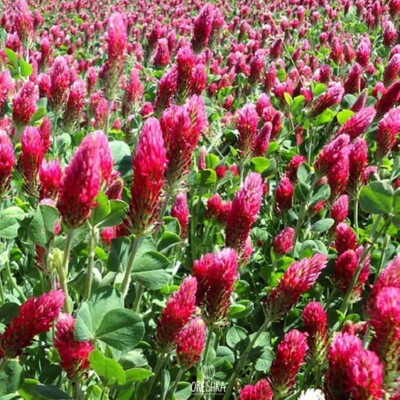 Klee inkarniert 1000 Stück frische Samen, Trifolium incarnatum Samen