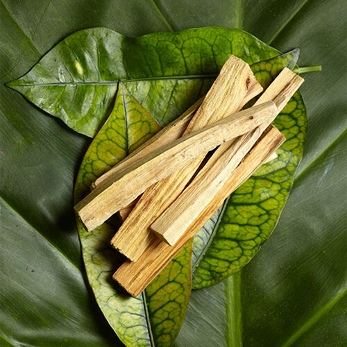 Palo Santo (Bursera Graveolens) ätherisches Öl. Reine & natürliche Aromatherapieöle. - Bild 2 von 5