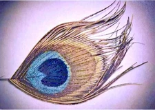 Papyrus NIQUEA.D Glitter Peacock Feather Blank Greeting Card