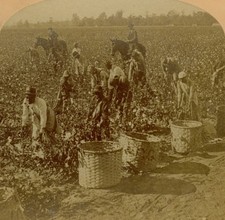 African American Sharecroppers 1890 Black Farmworkers Picking Cotton South Photo