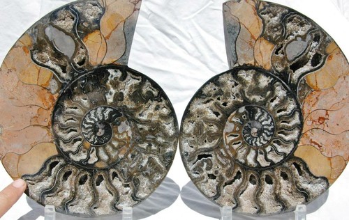 Großes schwarzes Ammonit PAAR tiefe Kristalle 110myo FOSSIL XL 240mm 9,4" 1018rt - Bild 10 von 12