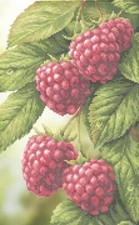 Bead Embroidery Kit Raspberry Beaded stitching Beadwork Beading DIY