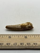 Spinosaurus 2” TOOTH  Teeth Dinosaur Fossil before T Rex Cretaceous F59