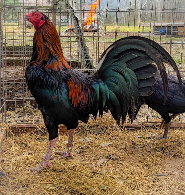 6+ Pure Black Black Roundhead Gamefowl Eggs (Preorder) eBay