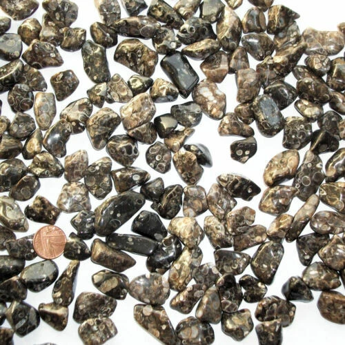 Fossil Collectable Crystals Shells