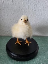 Taxidermy / Präparat - Süßes Kücken, Ostern, Inneneinrichtung, Geschenkidee