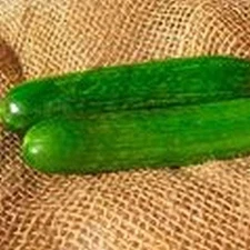 Perseus Hybrid Cucumber Seeds (25+ Seed age)