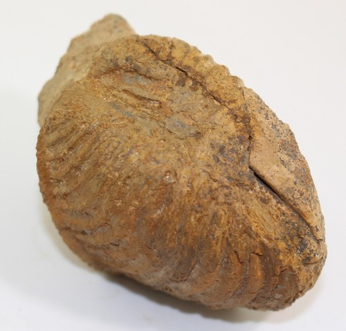 Conchiglia, Trigonia interlaevigata, Giura, Talheim, Germania -c354 - Foto 5 di 9