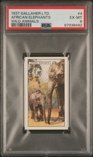 1937 GALLAHER LTD. WILD ANIMALS #4 AFRICAN ELEPHANTS PSA 6