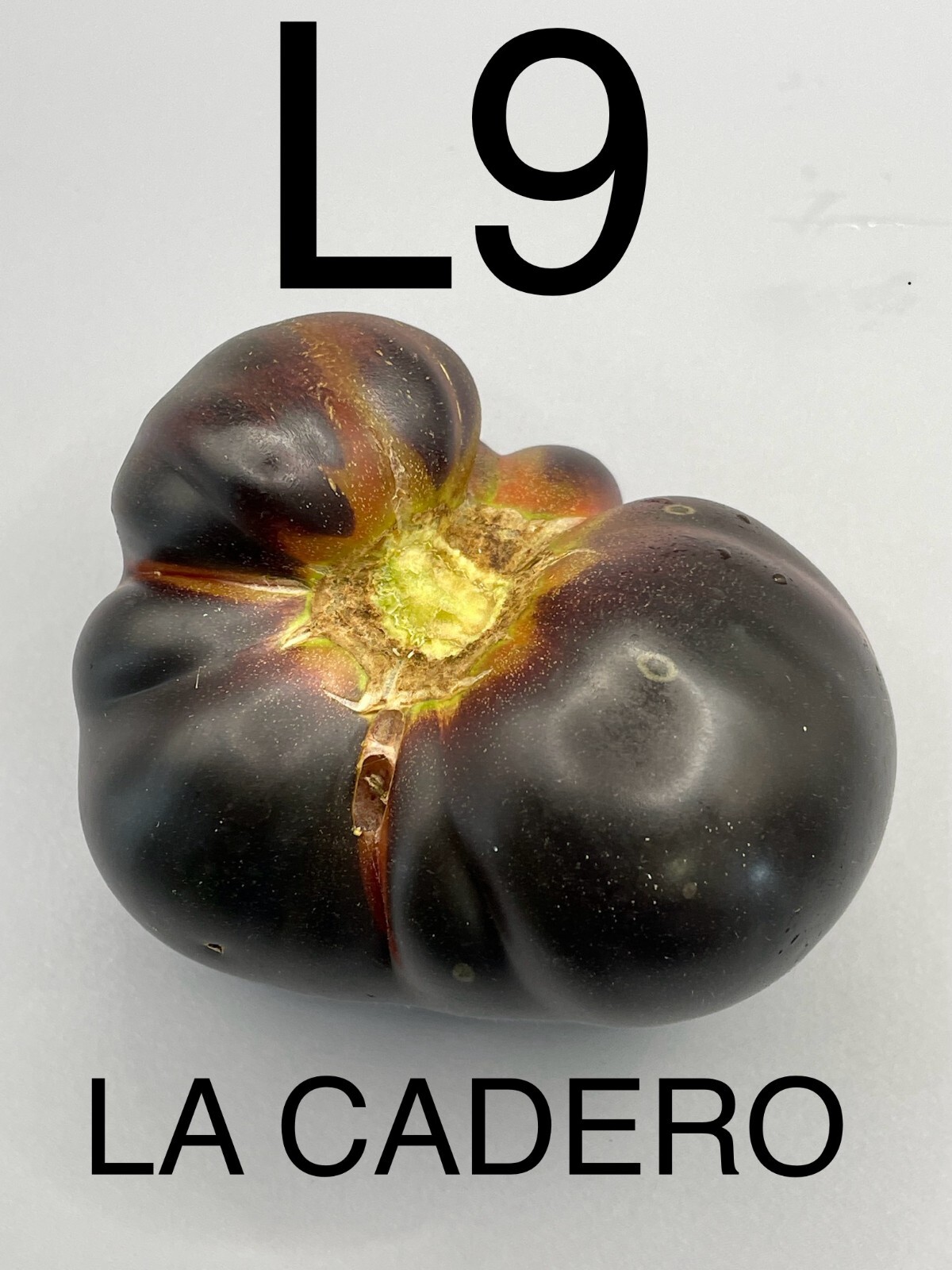 graine / seed tomate taille moyenne variété LA CADERO