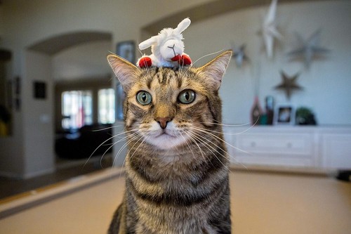 Multipet Lamb Chop Catnip Cat Toy 4" (3-Pack) - Picture 4 of 4