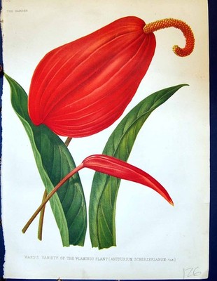 Alte Stationen Sorte Flamingo Pflanze Anthurium Scherzerianum Blumen Gard
