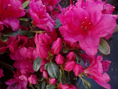 Rhododendron obt. JapanAzalea 'Canzonetta' Azalee 30-40 cm im 5-Liter  Container | eBay.de
