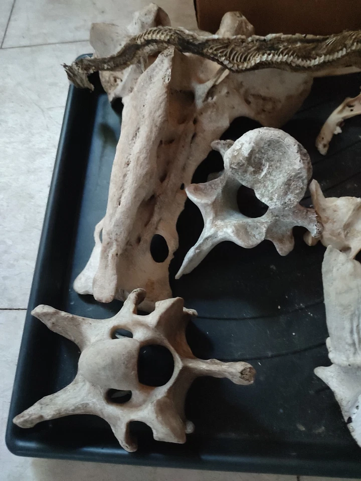 Colección de 13 calaveras, 2 semejantes de serpiente, caparazón de armadillo y huesos de animales surtidos Foto 4 de 4