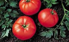 Best Bush Tomato Seed