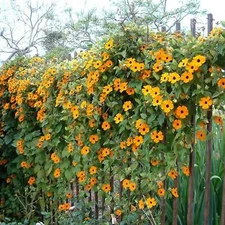 30 BLACK EYED SUSAN VINE Thunbergia Alata Flower Seeds *Flat S/H